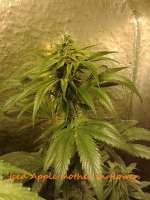 Imagen de CannabellaSeedClub (Iced Pineapple)