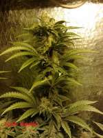 Imagen de CannabellaSeedClub (Iced Pineapple)