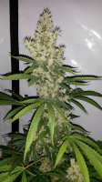 Imagen de CannabellaSeedClub (Pineapple Gold)