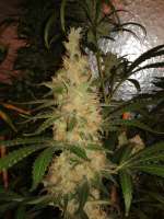 Imagen de CannabellaSeedClub (Pineapple Gold)