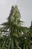 Imagen de CAnnabellaSeedClub (Pineapple Haze)