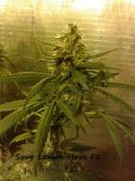 Imagen de CannabellaSeedClub (Sour Lemon Haze)