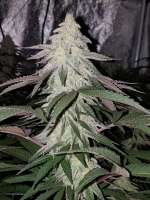 Imagen de kannamed (Miracle Alien Cookies)