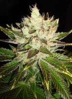 Imagen de Mitsuharu (Northern Lights x Skunk Nr1)