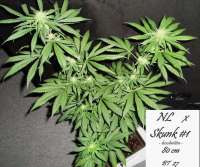 Imagen de Mitsuharu (Northern Lights x Skunk Nr1)