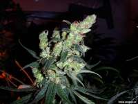 Imagen de FlashGordon (White Indica)