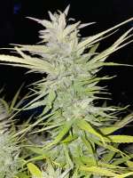 Imagen de Goatpac (Blue Dream)