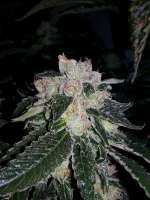 Imagen de pupilfam (Chem 91 Skunk VA)