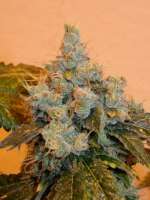 Imagen de pupilfam (Chem 91 Skunk VA)