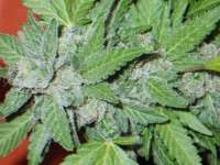 Imagen de famero (Girl Scout Cookies)