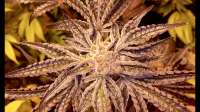 Imagen de DankGroen (Girl Scout Cookies)