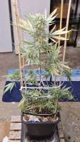 Clone Only Strains Girl Scout Cookies - photo réalisée par Weed420Haze