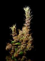 Imagen de Farma (Heavy Duty Haze)