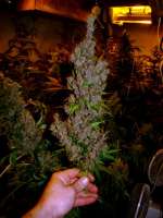 Imagen de Farma (Heavy Duty Haze)