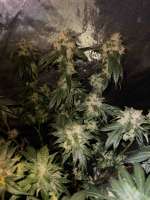 Pic for Irene OG (Clone Only Strains)