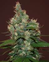 Cream of the Crop Seeds Sour Turbo Diesel - photo réalisée par SeedMan91