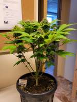 Crop King Seeds Hash Plant - photo réalisée par GeorgeCloney