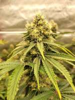 Cult Classics Seeds Unicorn Sherbert - photo réalisée par 00BudSpencer00