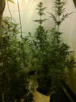 Imagen de hemp47 (Blueberry Haze)