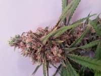 Imagen de kotbrot (Cannalope Haze)