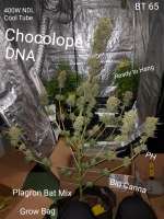 DNA Genetics Seeds Chocolope - photo réalisée par Chillskill
