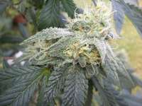 Imagen de WhiteyB (Chocolope Kush)