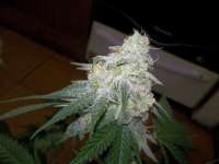 Imagen de WhiteyB (Chocolope Kush)