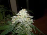 Imagen de WhiteyB (Chocolope Kush)