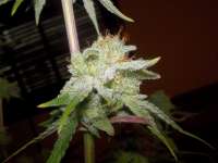 Imagen de WhiteyB (Chocolope Kush)