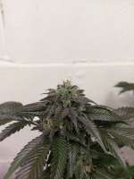 DNA Genetics Seeds Double Alien 18 - photo réalisée par 46nkid