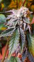 DNA Genetics Seeds Double Stuffed Sorbet - photo réalisée par whiteyb