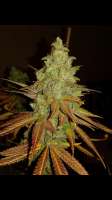 DNA Genetics Seeds Florida Gold - photo réalisée par Chico