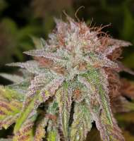 DNA Genetics Seeds HitMan OG - photo réalisée par sh0wtime