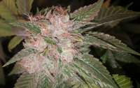 DNA Genetics Seeds HitMan OG - photo réalisée par sh0wtime