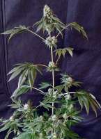 Imagen de hoppmann (Holy Grail Kush)