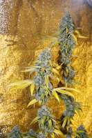 Imagen de Drollian (Holy Grail Kush)