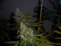 DNA Genetics Seeds Kandy Skunk - photo réalisée par admin