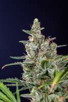 Imagen de Mortadelo (Lemon Skunk)