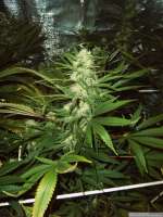 Imagen de Chilla (Lemon Skunk)