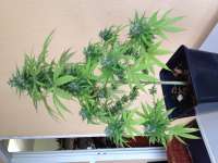 DNA Genetics Seeds SleeSkunk - photo réalisée par Aragosha