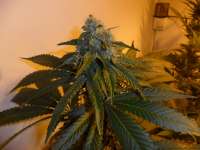 DNA Genetics Seeds Sour Secret - photo réalisée par admin