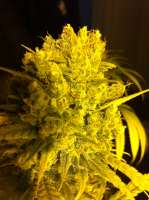 Imagen de delahouse1 (Sweet Haze)