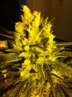 Imagen de delahouse1 (Sweet Haze)