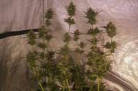 Imagen de LEDgrowman (White Walker Kush)