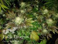 Danky Dankster Seed Co. Luck Dragon - photo réalisée par DankyDankster