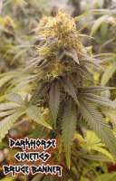 Dark Horse Genetics Bruce Banner - photo réalisée par 420meowmeowmeow