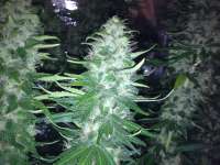 Imagen de Rizla48 (Critical Jack Herer)