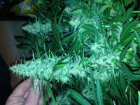 Imagen de Fluffyhead22 (Critical Jack Herer)