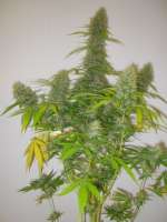 Imagen de Xochipilli (Critical Jack Herer)