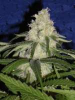 Imagen de sidvicious (Fruity Chronic Juice)